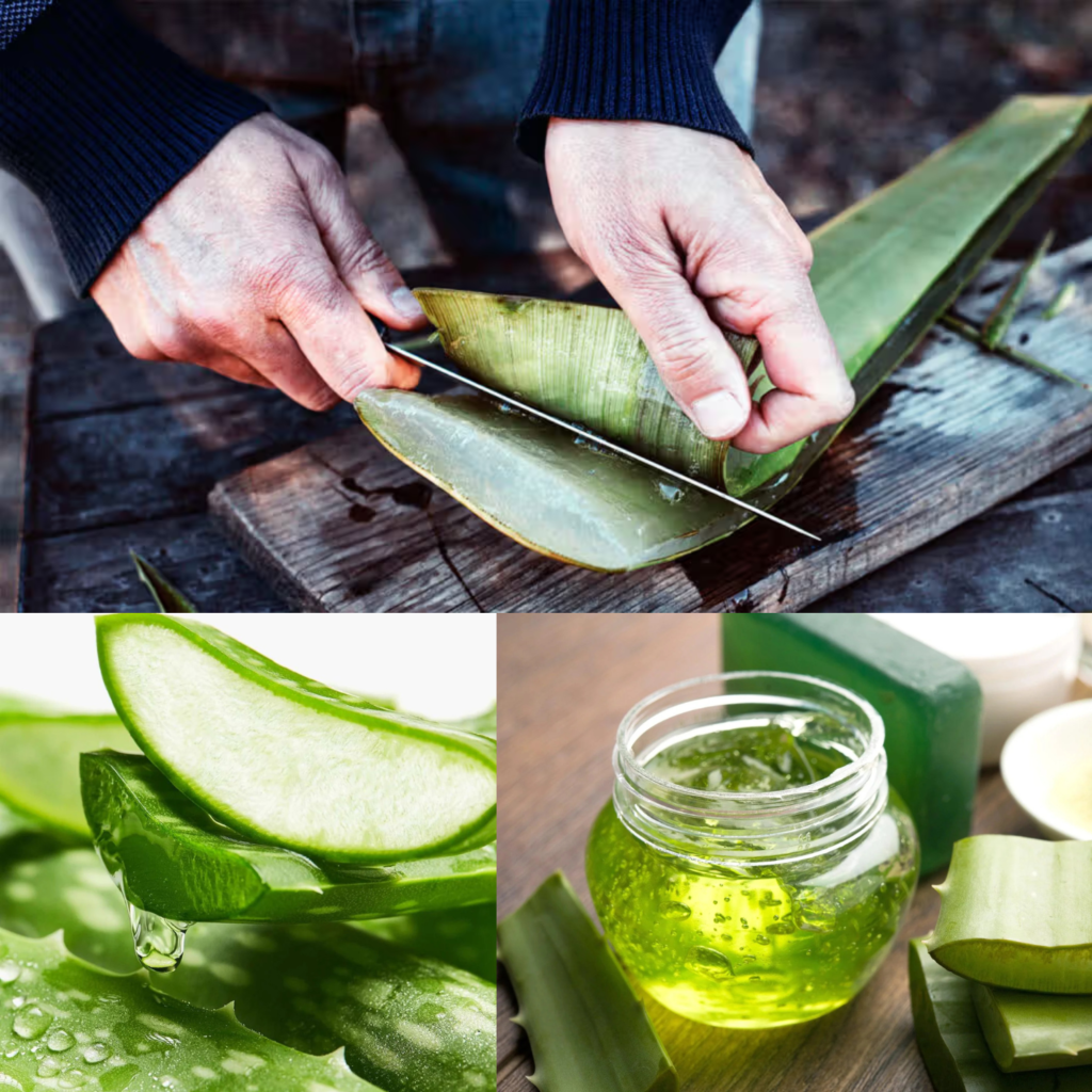 Aloe Vera hair regrowth