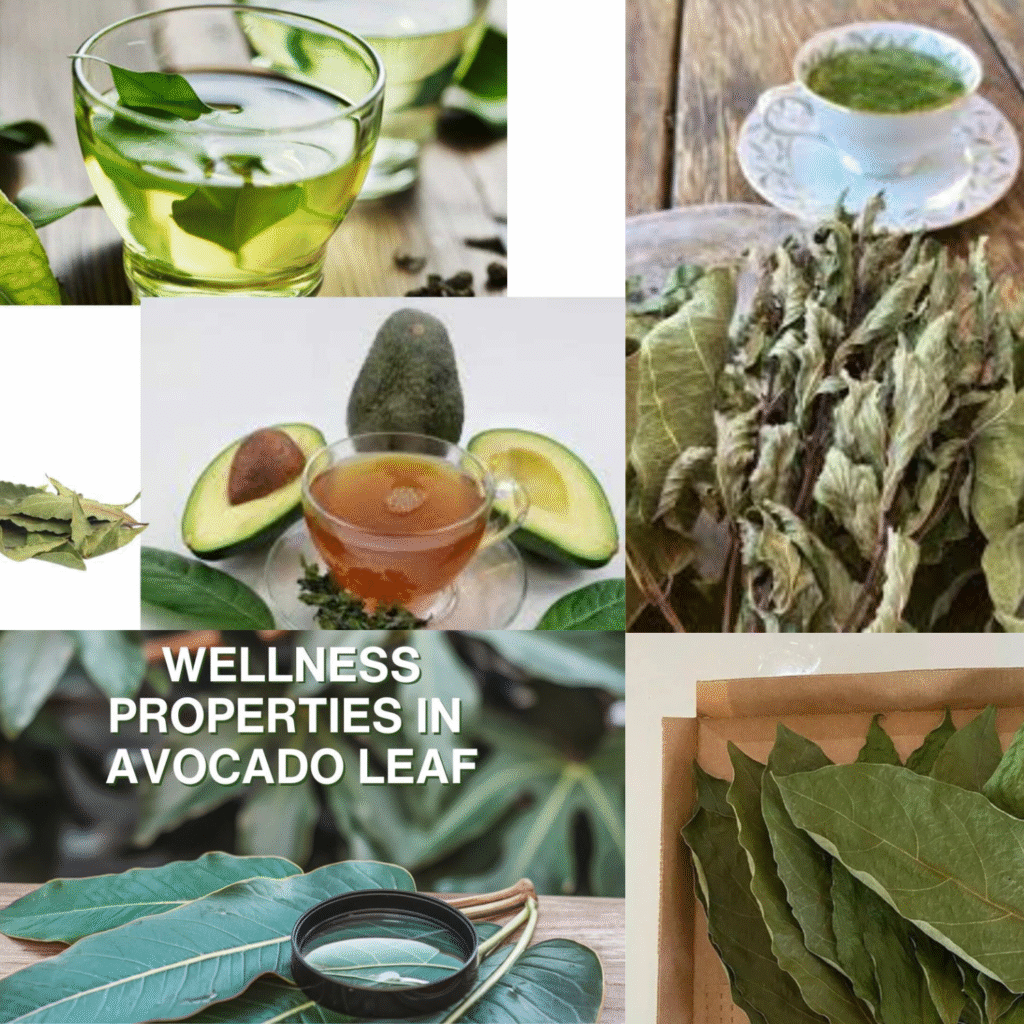 Avocado Leaves for Tea
